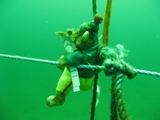 Just to prove I wasn't narked at 13m.jpg